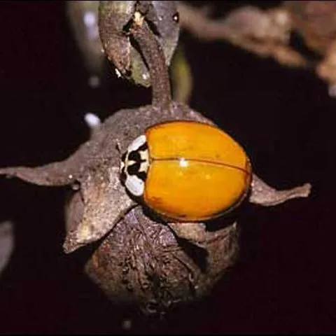 thumbnail for publication: Multicolored Asian Lady Beetle, Harmonia axyridis Pallas (Insecta: Coleoptera: Coccinellidae)